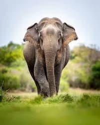 Wildlife