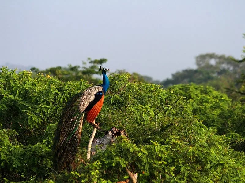 Yala scenery