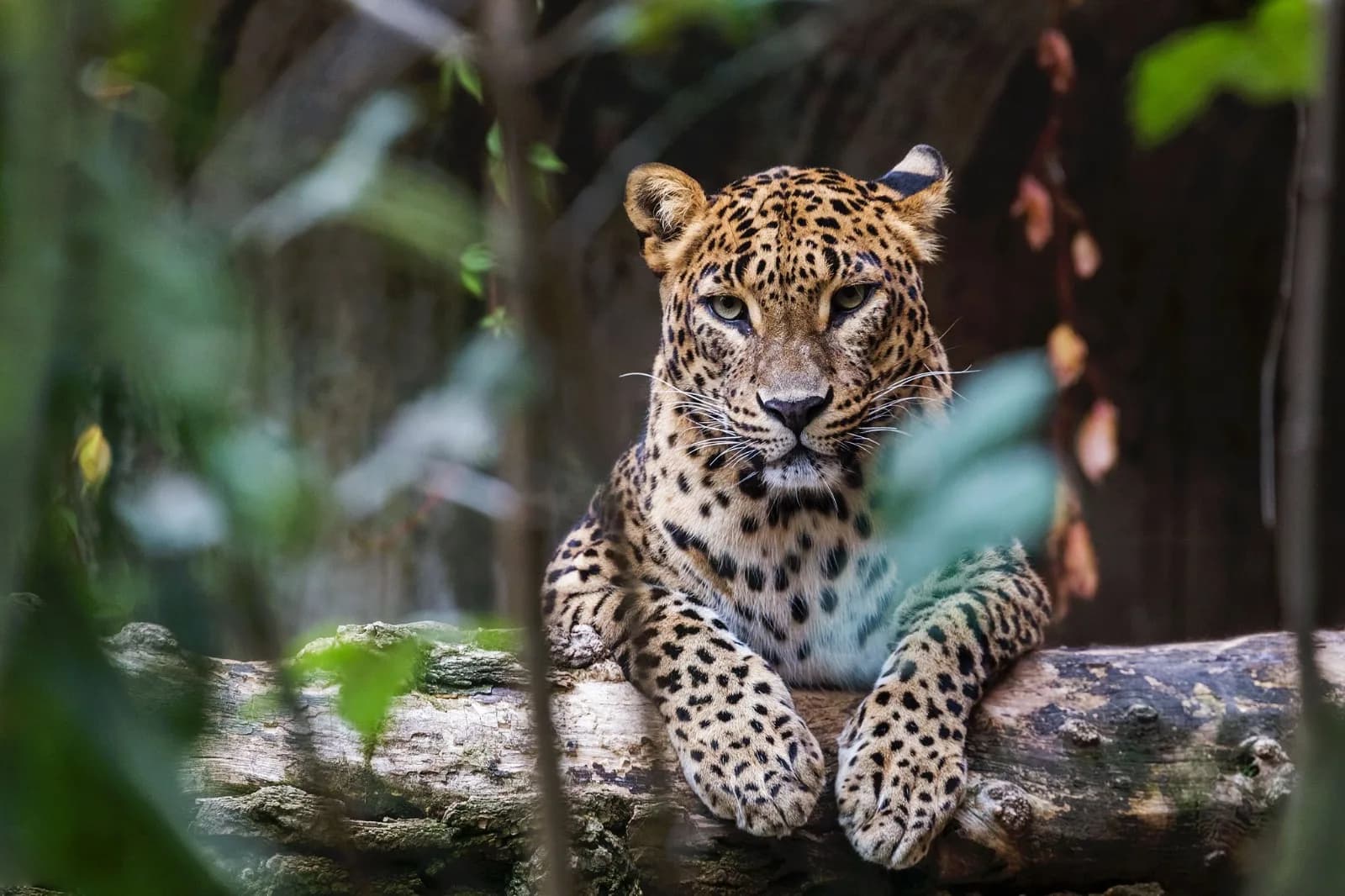Yala wildlife