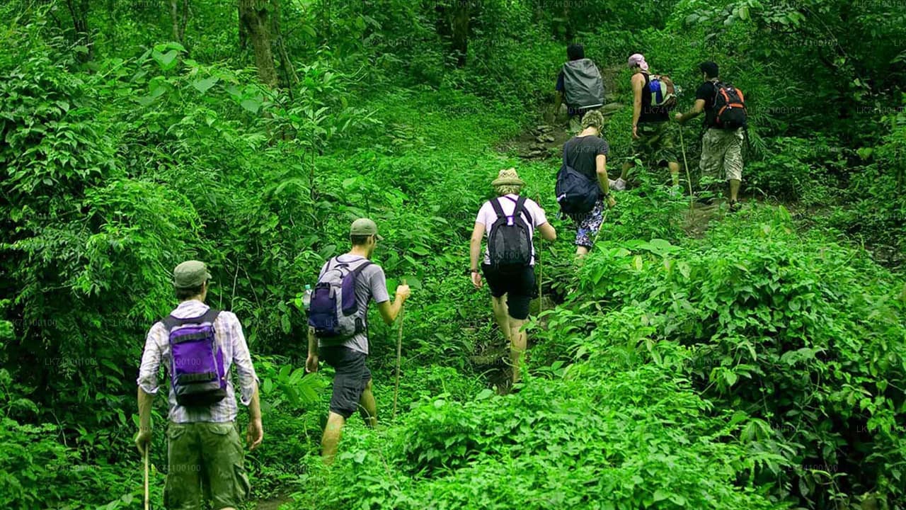 Day 03 | Jungle Trekking & Waterfall Exploration