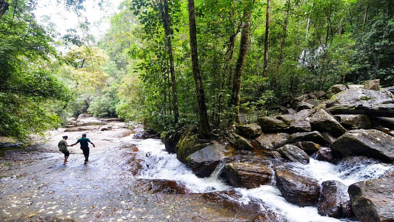 Day 05 | Full-Day Sinharaja Rainforest Expedition
