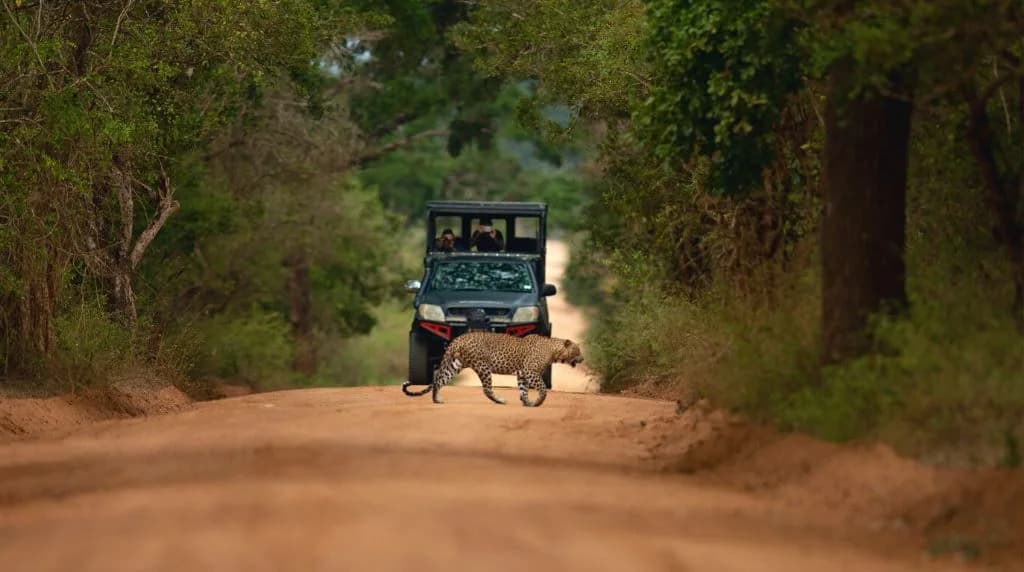 Day 07 | Yala National Park Wildlife Experience