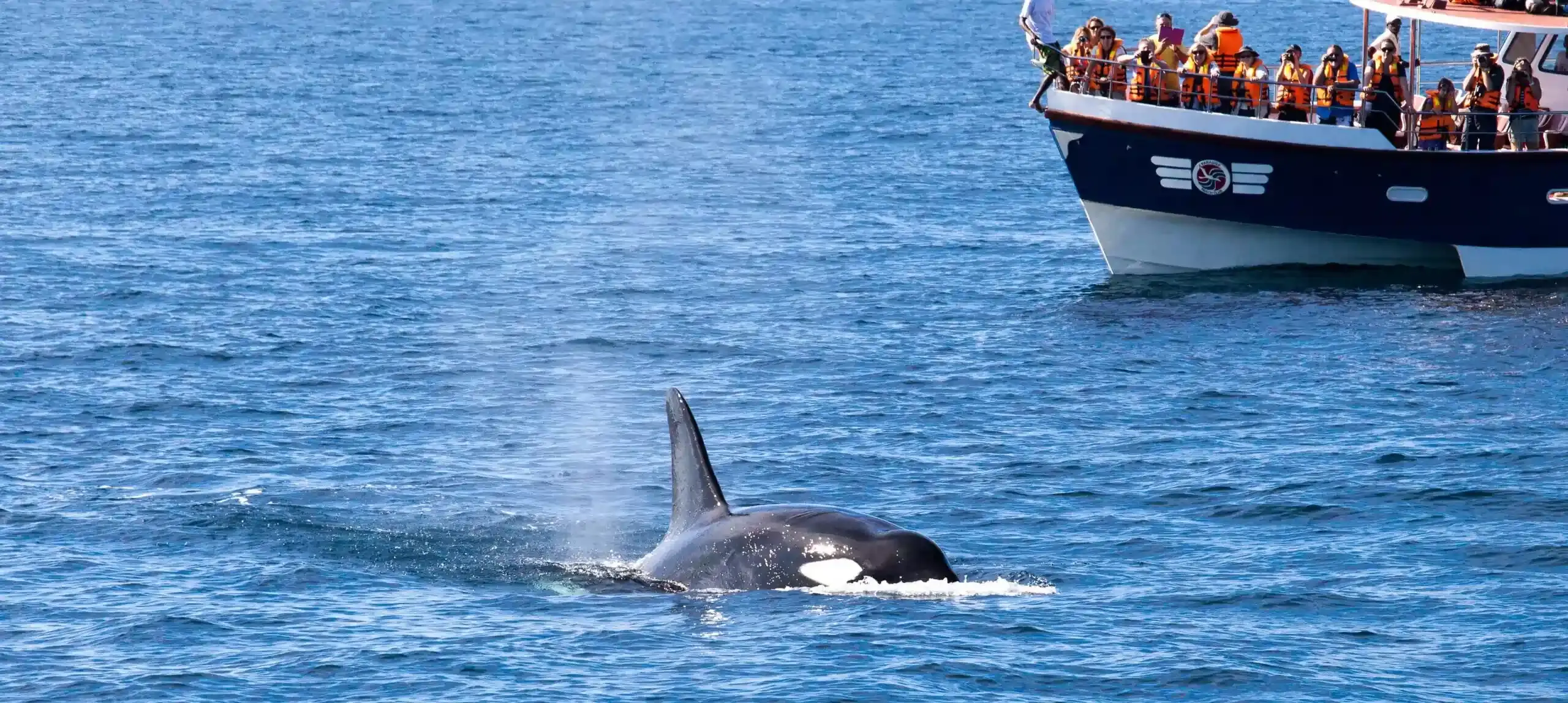 Day 12 | Whale Watching Experience