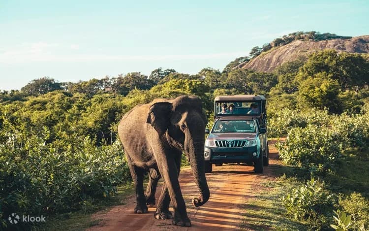 Day 10 | Yala National Park Safari
