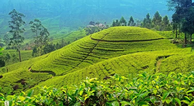 Day 07 | Tea Country & Nuwara Eliya