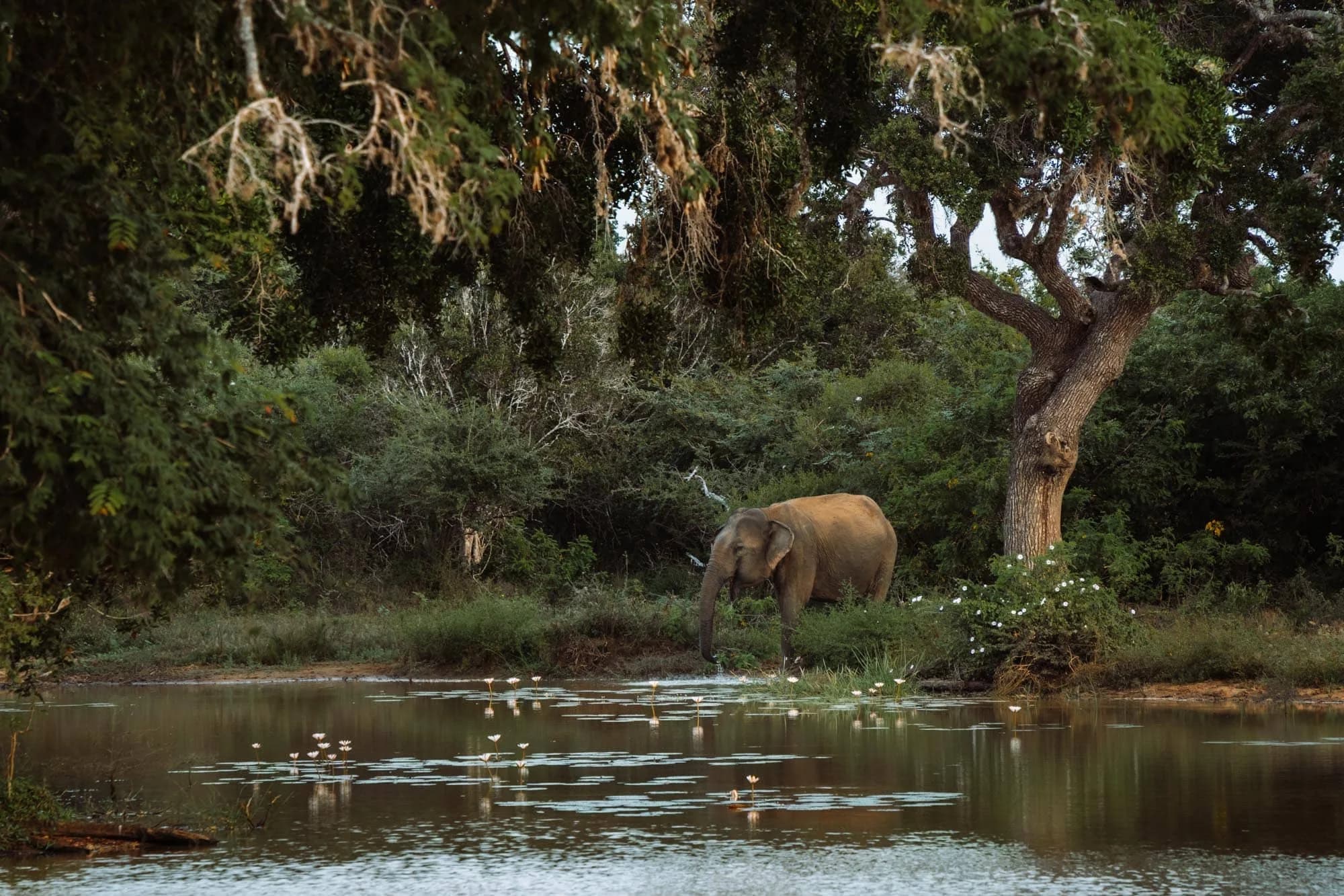 Day 08 | Journey to Yala National Park